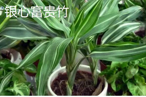 家养富贵竹摆在哪里,书房、厨房等地方都很合适