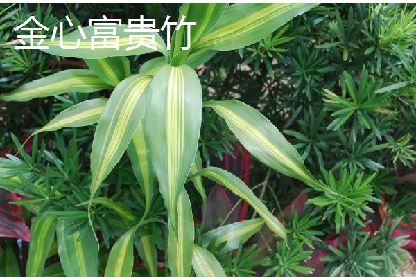 家养富贵竹摆在哪里,书房、厨房等地方都很合适