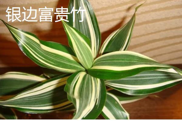 家养富贵竹摆在哪里,书房、厨房等地方都很合适