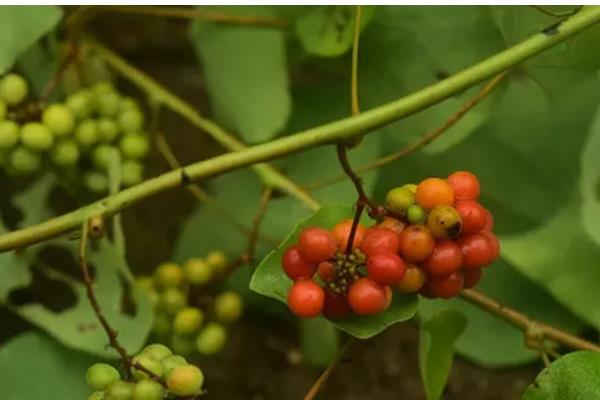 千金藤的价格，价格在45-70元一斤左右