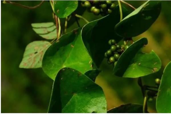 千金藤的价格，价格在45-70元一斤左右