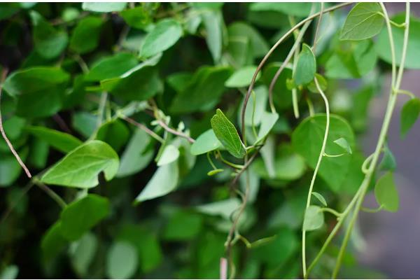 千金藤的价格，价格在45-70元一斤左右