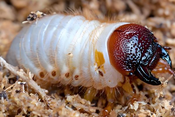 去哪里挖独角仙的幼虫，常出现在倒木、朽木、朽烂的锯末堆等地方