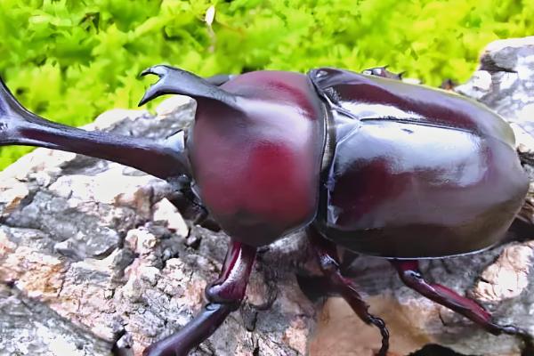 去哪里挖独角仙的幼虫，常出现在倒木、朽木、朽烂的锯末堆等地方