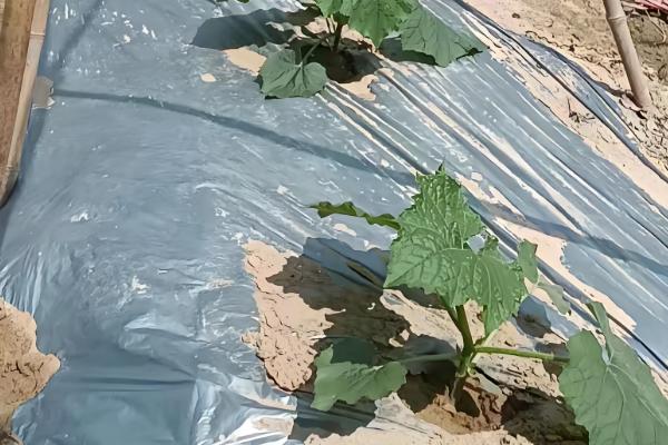 冬瓜的育苗技术，将育苗盘搬到温暖的地方养