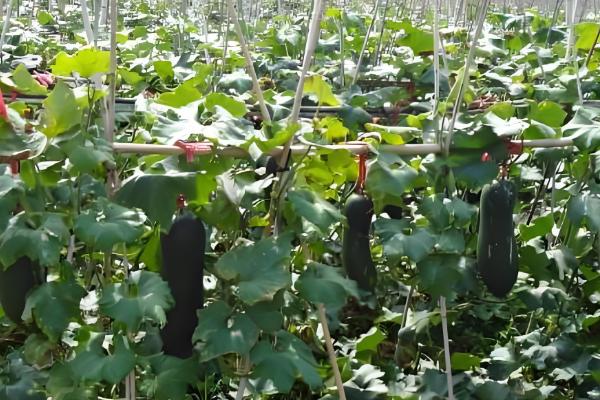 冬瓜的育苗技术，将育苗盘搬到温暖的地方养