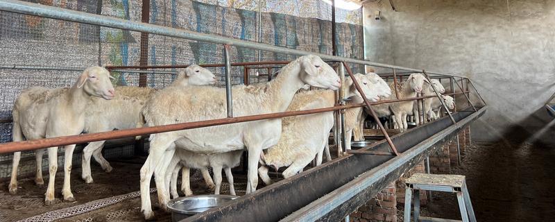 一只羊多少斤，生长一年可以达到20-30斤