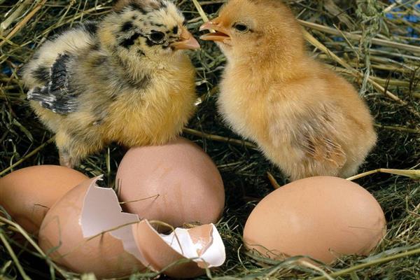 小鸡破壳有血是否会死亡，一般不会致死