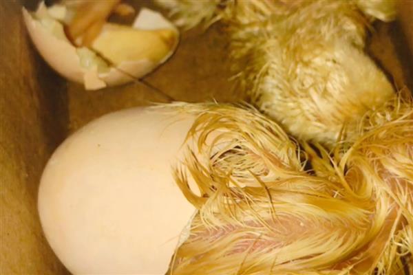 小鸡破壳有血是否会死亡，一般不会致死