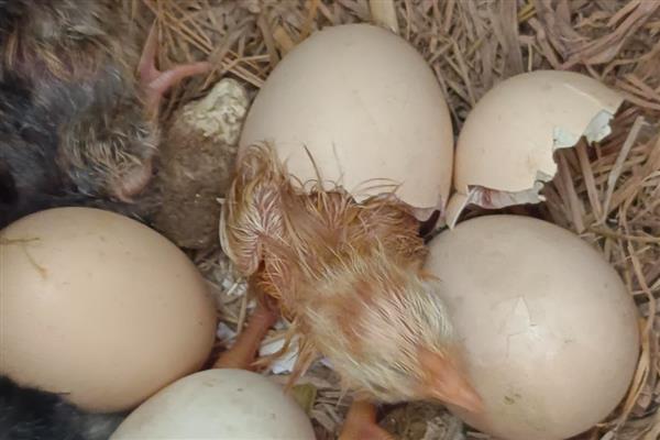 小鸡破壳有血是否会死亡，一般不会致死