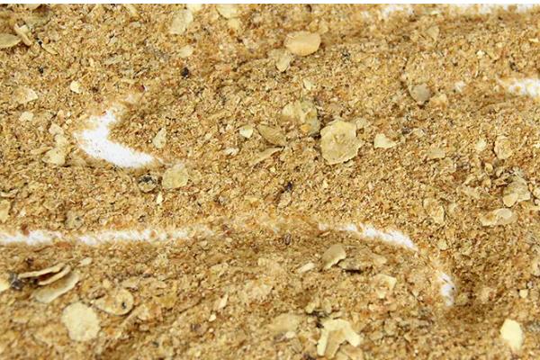 母羊的饲料配方，每个阶段对食物的需求量不一样