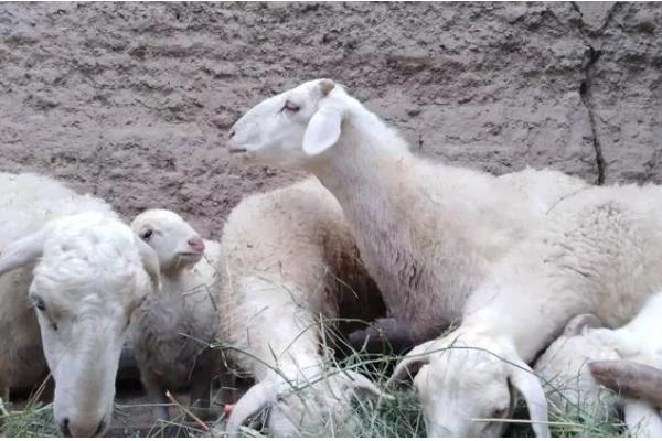 母羊的饲料配方，每个阶段对食物的需求量不一样