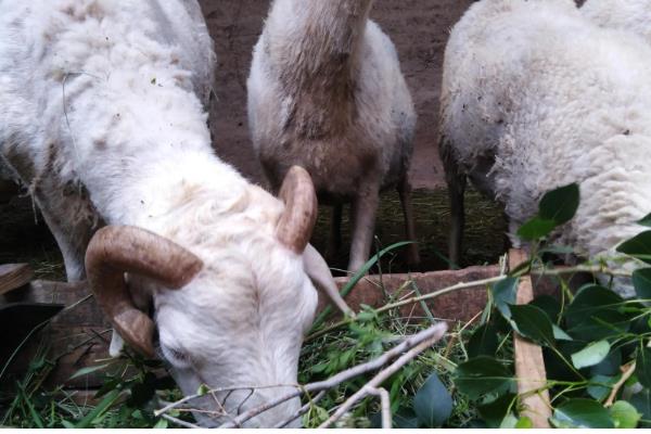 母羊的饲料配方，每个阶段对食物的需求量不一样