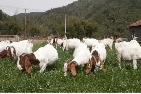 母羊的饲料配方，每个阶段对食物的需求量不一样