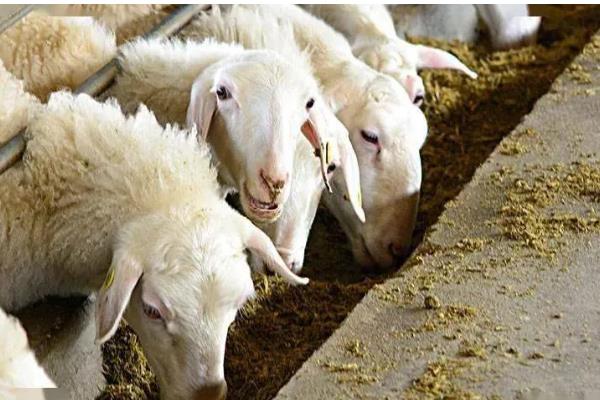 母羊的饲料配方，每个阶段对食物的需求量不一样