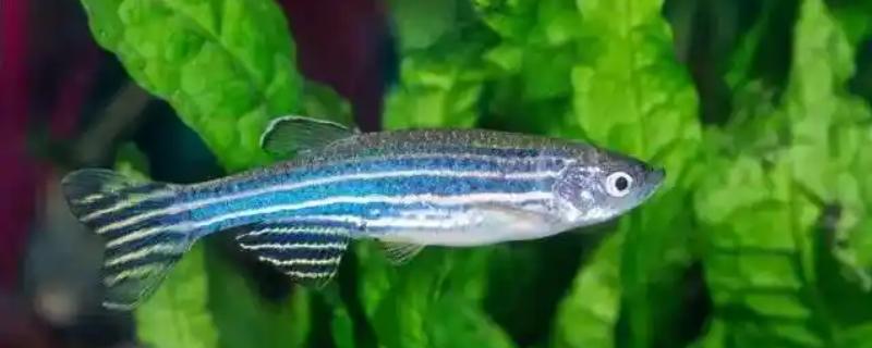 斑马鱼吃不吃虾，投喂虾类可让它的体色更鲜艳