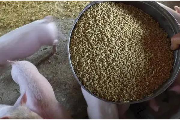 猪饲料的保质期,夏季保质期是3个月