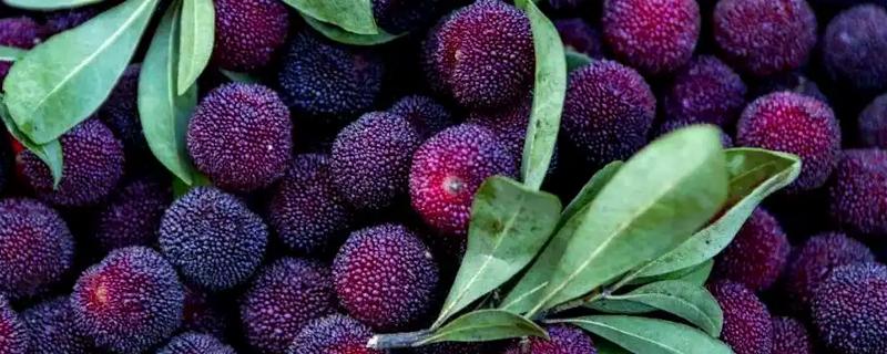 杨梅果蝇的发生规律，杨梅进入成熟期容易发生果蝇