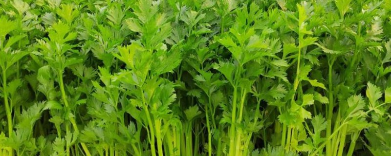 芹菜浇水过多会不会死，浇水过多会出现死亡