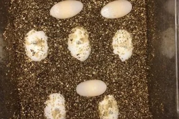 草龟几月份下蛋，每年的4-8月份下蛋