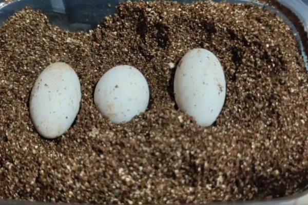 草龟几月份下蛋，每年的4-8月份下蛋