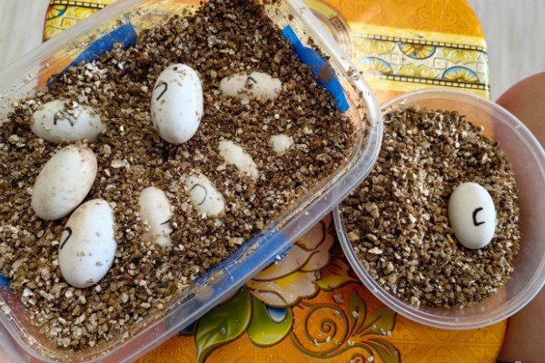 草龟几月份下蛋，每年的4-8月份下蛋