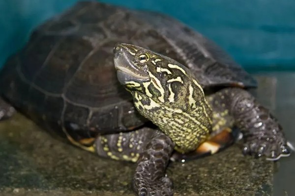 草龟几月份下蛋，每年的4-8月份下蛋