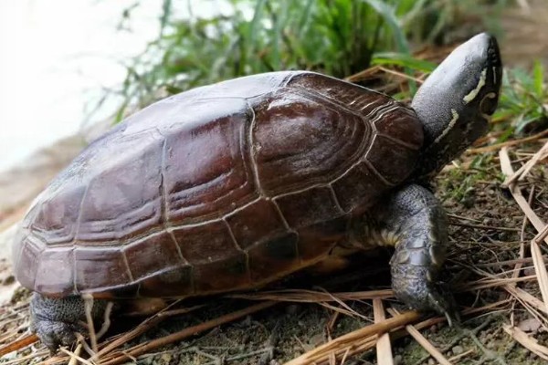 草龟几月份下蛋，每年的4-8月份下蛋