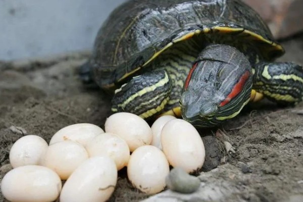 草龟几月份下蛋，每年的4-8月份下蛋