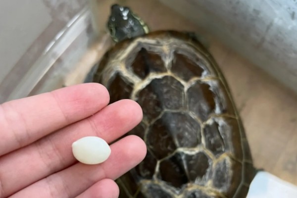 草龟几月份下蛋，每年的4-8月份下蛋