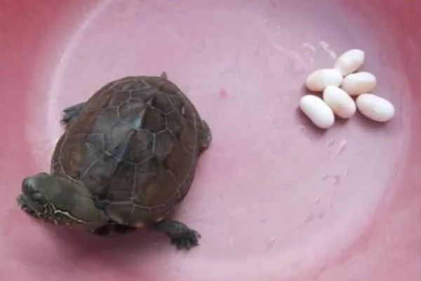 草龟几月份下蛋，每年的4-8月份下蛋