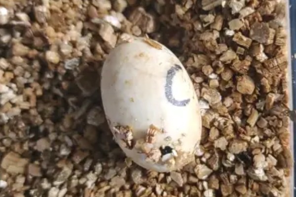 草龟几月份下蛋，每年的4-8月份下蛋