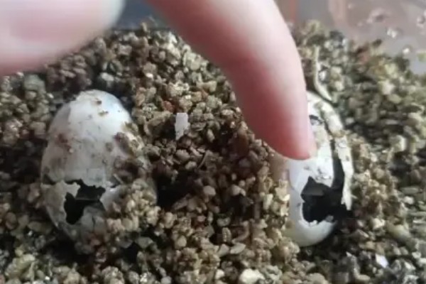 草龟几月份下蛋，每年的4-8月份下蛋