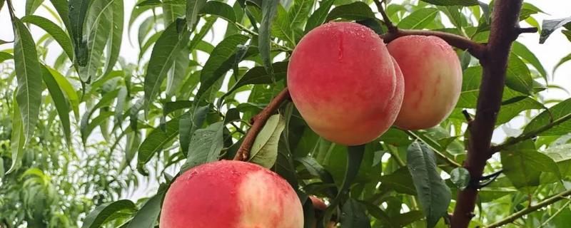最甜的桃子品种，推荐平谷大桃、玉露美人等