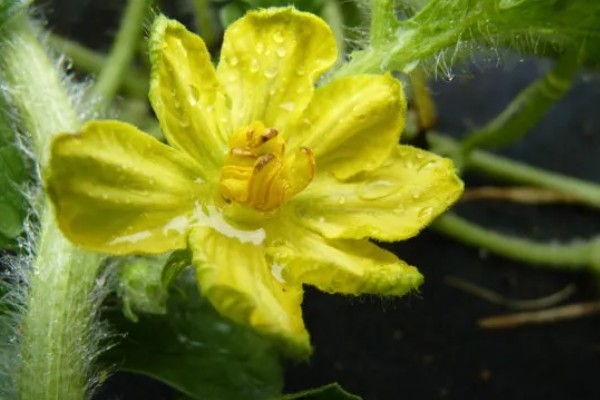 西瓜要人工授粉吗,露天大规模种植需要人工授粉