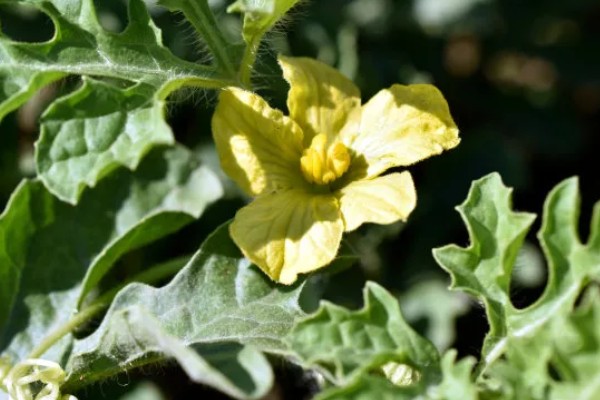 西瓜要人工授粉吗,露天大规模种植需要人工授粉