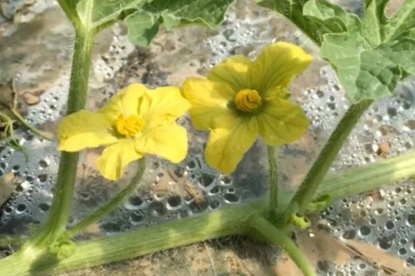 西瓜要人工授粉吗,露天大规模种植需要人工授粉