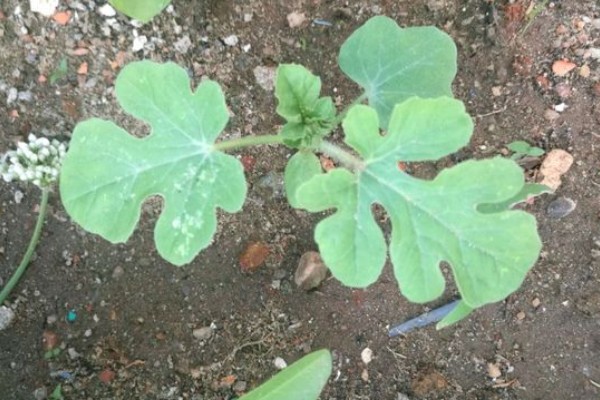 西瓜要人工授粉吗,露天大规模种植需要人工授粉