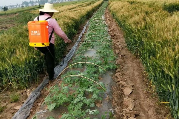 西瓜要人工授粉吗,露天大规模种植需要人工授粉