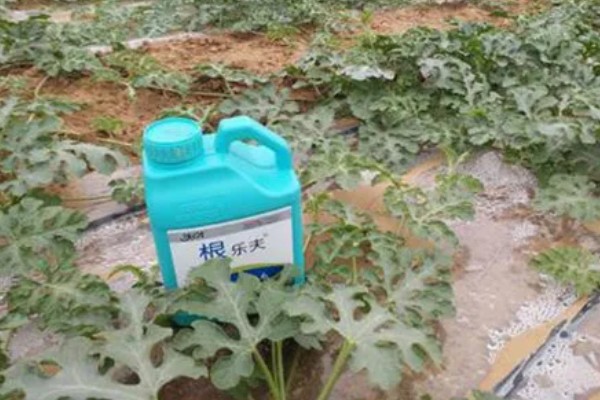 西瓜要人工授粉吗,露天大规模种植需要人工授粉