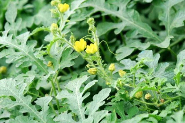 西瓜要人工授粉吗,露天大规模种植需要人工授粉