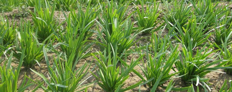 韭菜15天了为何不长，陈旧的种子不易出芽