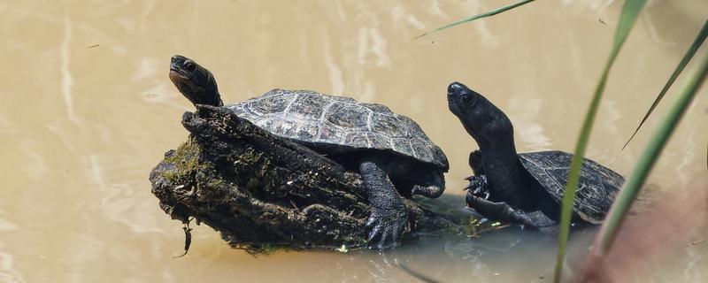 养哪些乌龟品种不犯法，推荐中华草龟、巴西龟等
