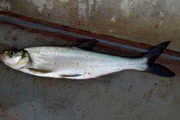 翘嘴鱼能长多大，最大可达10-15千克