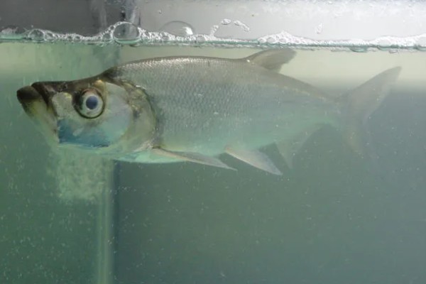 翘嘴鱼能长多大，最大可达10-15千克