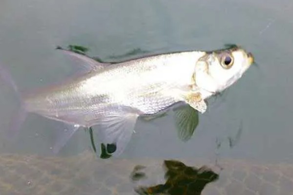 翘嘴鱼能长多大，最大可达10-15千克