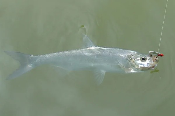 翘嘴鱼能长多大，最大可达10-15千克