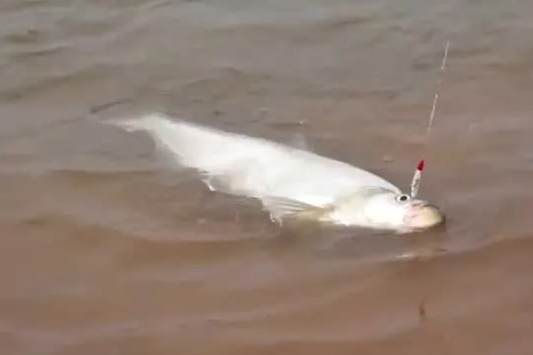 翘嘴鱼能长多大，最大可达10-15千克