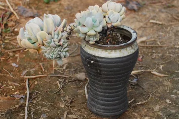 特玉莲的浇水方法，秋季每隔3-5天浇一次