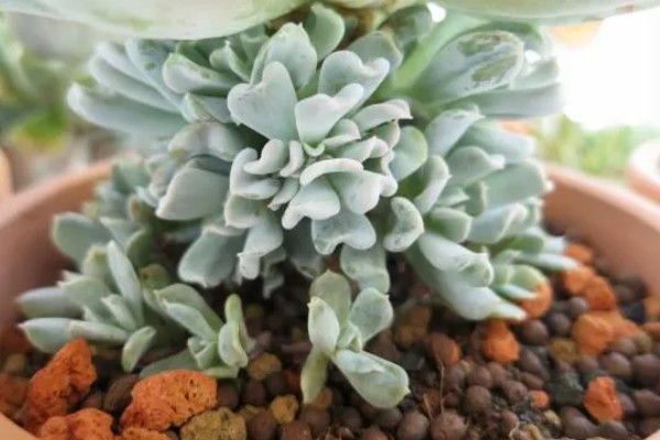 特玉莲的浇水方法，秋季每隔3-5天浇一次